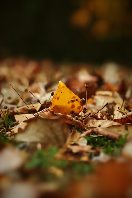 作品是否兼 作品是否兼